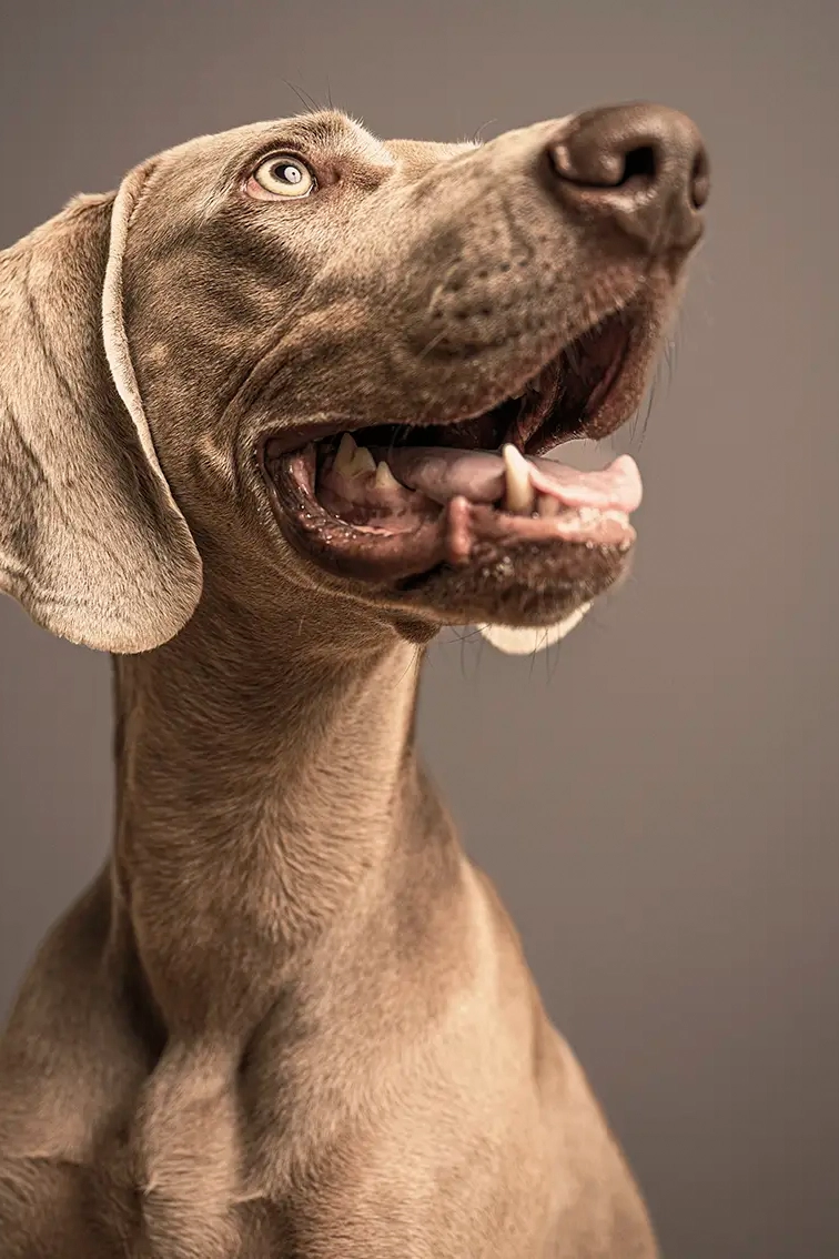 hunde portræt